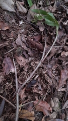 Polystachya fusiformis