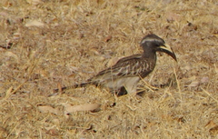 Lophoceros nasutus