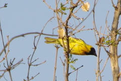 Ploceus velatus