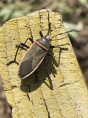 Largus maculatus