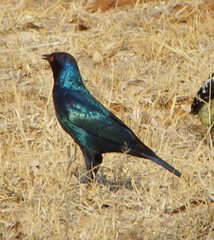 Lamprotornis nitens