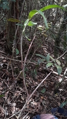 Polystachya fusiformis