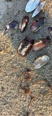 Unio elongatulus