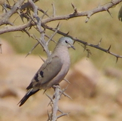 Turtur chalcospilos