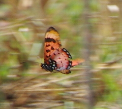 Acraea