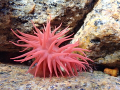 Actinia tenebrosa