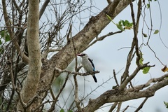 Halcyon senegalensis