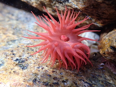 Actinia tenebrosa