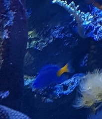 Chrysiptera parasema