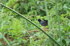 Zapornia flavirostra