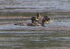 Anas undulata undulata