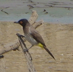 Pycnonotus nigricans