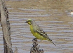 Crithagra mozambica