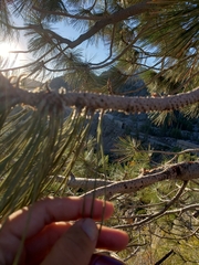 Pinus jeffreyi