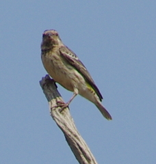 Crithagra atrogularis