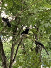 Anthracoceros albirostris