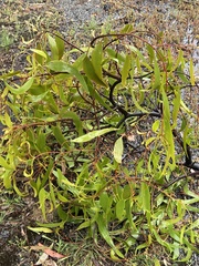 Amyema miquelii