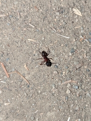 Camponotus vicinus