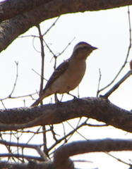 Gymnoris superciliaris