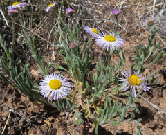 Erigeron divergens