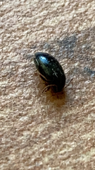 Cucujiformia