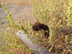 Vulpes vulpes arabica
