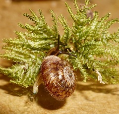 Neophenacohelix ziczac