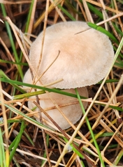 Marasmius oreades