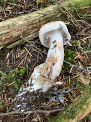 Cortinarius alboglobosus