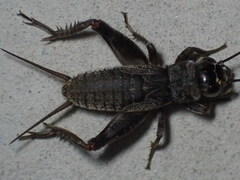 Eumodicogryllus bordigalensis