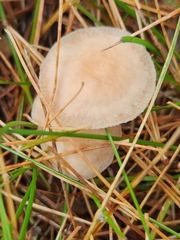 Marasmius oreades