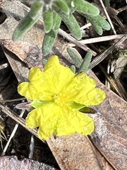Hibbertia