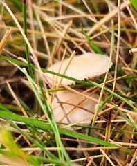 Marasmius oreades
