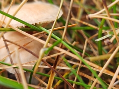 Marasmius oreades