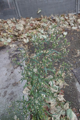 Erigeron sumatrensis