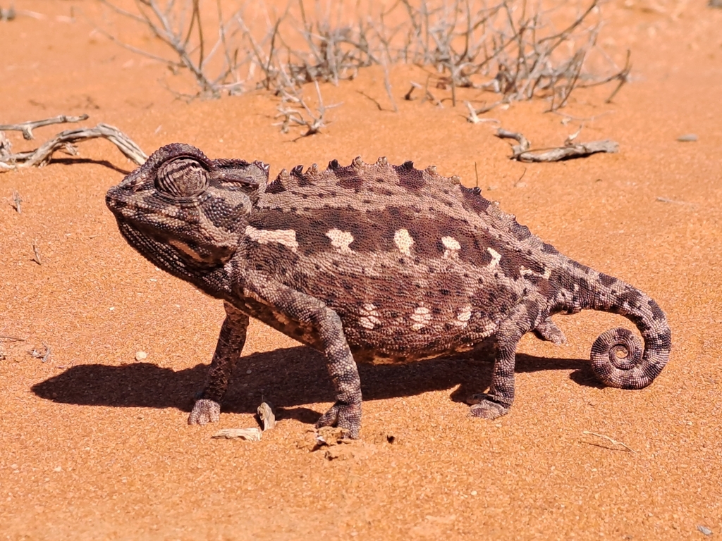 Namaqua Chameleon