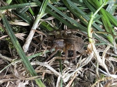 Trochosa