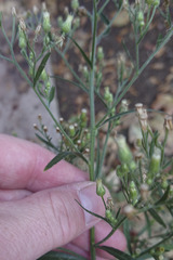 Erigeron sumatrensis
