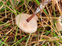 Marasmius oreades