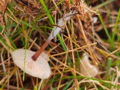 Marasmius oreades