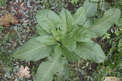 Rumex obtusifolius