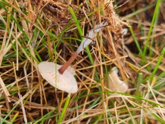 Marasmius oreades