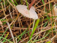 Marasmius oreades