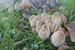 Coprinopsis atramentaria