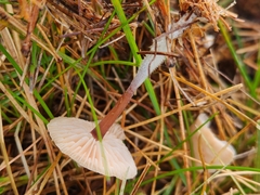 Marasmius oreades