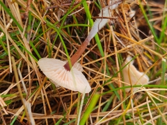 Marasmius oreades