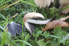 Coprinopsis atramentaria