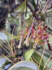 Amyema quandang