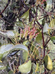 Amyema quandang