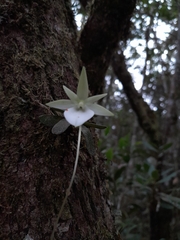 Angraecum urschianum